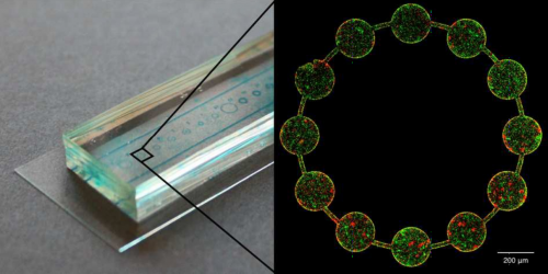  53.&nbsp; Tekwa E.W., Nguyen D., Juncker D., Loreau M., and Gonzalez A.,   Patchiness in a Microhabitat Chip Affects Evolutionary Dynamics of Bacterial Cooperation  , Lab on a Chip,&nbsp;15, 3723-3729 (2015). &nbsp;  PDF  |  SI   
