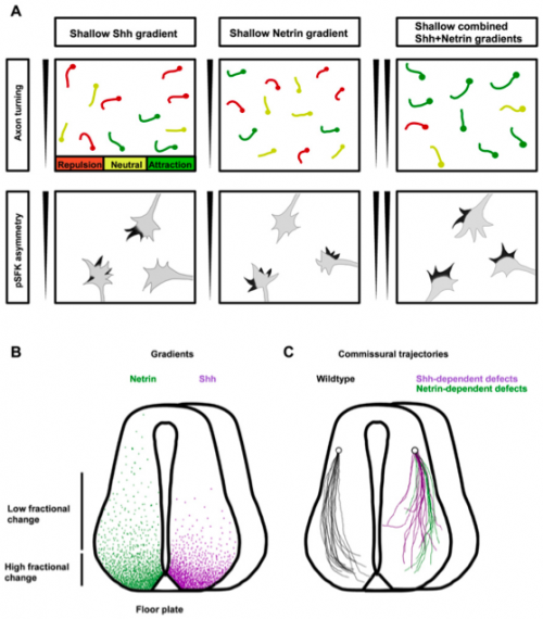  50.  Sloan T.F.W., Qasaimeh M.A., Juncker D., Yam P.T., andCharron F.,&nbsp;  Integration of Shallow Gradients of Shh and Netrin-1 Guides Commissural Axons  ,&nbsp;PLoS Biology,&nbsp;13, e1002119 (2015) .   PDF &nbsp;     Featured on News Medical   