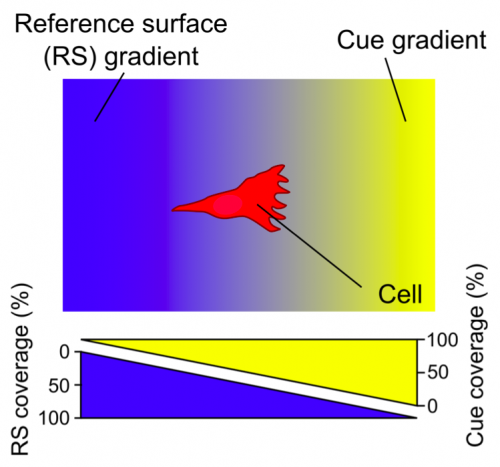  49.  Ricoult S.G., Kennedy T.E., and Juncker D.,&nbsp;  Substrate-Bound Protein Gradients to Study Haptotaxis  ,&nbsp;Frontiers in Bioengineering and Biotechnology,&nbsp;3 (2015) .   PDF   