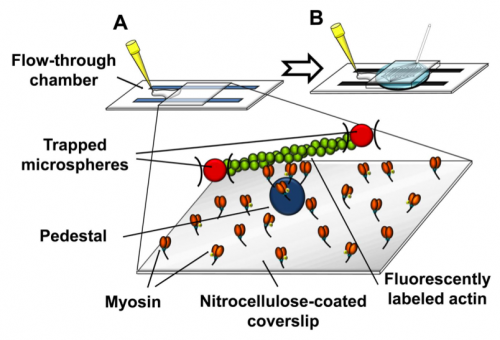  46.  Roman H.N., Juncker D., and Lauzon A.M.,&nbsp;  A Microfluidic Chamber to Study the Dynamics of Muscle Contraction Specific Molecular Interactions,  &nbsp;Analytical Chemistry,&nbsp;87, 2582–2587 (2015) .   PDF   