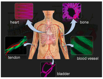  42.  Akbari M., Tamayol A., Laforte V., Annabi N., Najafabadi A.H.,&nbsp;Khademhosseini A., and Juncker D.,&nbsp;  Composite Living Fibers for Creating Tissue Constructs Using Textile Techniques  ,&nbsp;Advanced Functional Materials,&nbsp;24, 4060–4