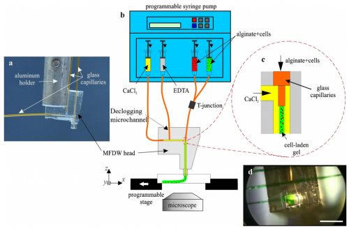  41.  Ghorbanian S., Qasaimeh M.A., Akbari M., Tamayol A., and Juncker D.,&nbsp;  Microfluidic Direct Writer with Integrated Declogging Mechanism for Fabricating Cell-Laden Hydrogel Constructs  ,&nbsp;Biomedical Microdevices,&nbsp;16, 387-395 (2014).