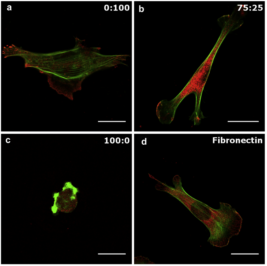  39.  Ricoult S.G., Thompson-Steckel G., Correia J.P., Kennedy T.E., and Juncker D.,&nbsp;T  uning Cell-Surface Affinity to Direct Cell Specific Responses to Patterned Proteins  ,&nbsp;Biomaterials,&nbsp;35, 727–736 (2014). &nbsp;  PDF  |  SI       H