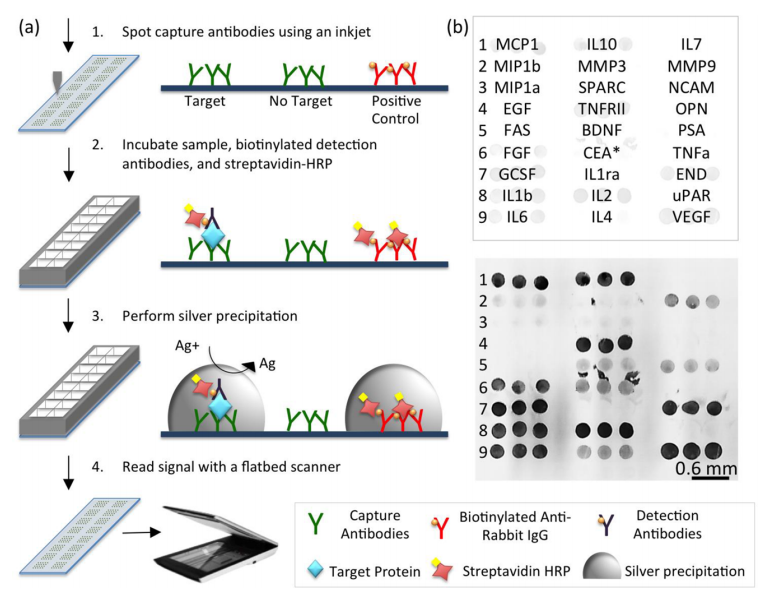  47.  Zhou G., Bergeron S., and Juncker D.,&nbsp;  High Performance Low-Cost Antibody Microarrays Using Enzyme Mediated Silver Amplification  ,&nbsp;Journal of Proteome Research,&nbsp;14, 1872–1879 (2015). &nbsp;  PDF  |  SI   