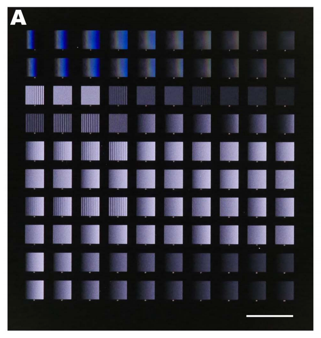 44.  Ongo G., Ricoult S.G., Kennedy T.E., and Juncker D.,&nbsp;  Ordered, Random, Monotonic, and Non-Monotonic Digital Nanodot Gradients  ,&nbsp;PLOS ONE,&nbsp;9 (2014). &nbsp;  PDF  |  SI   