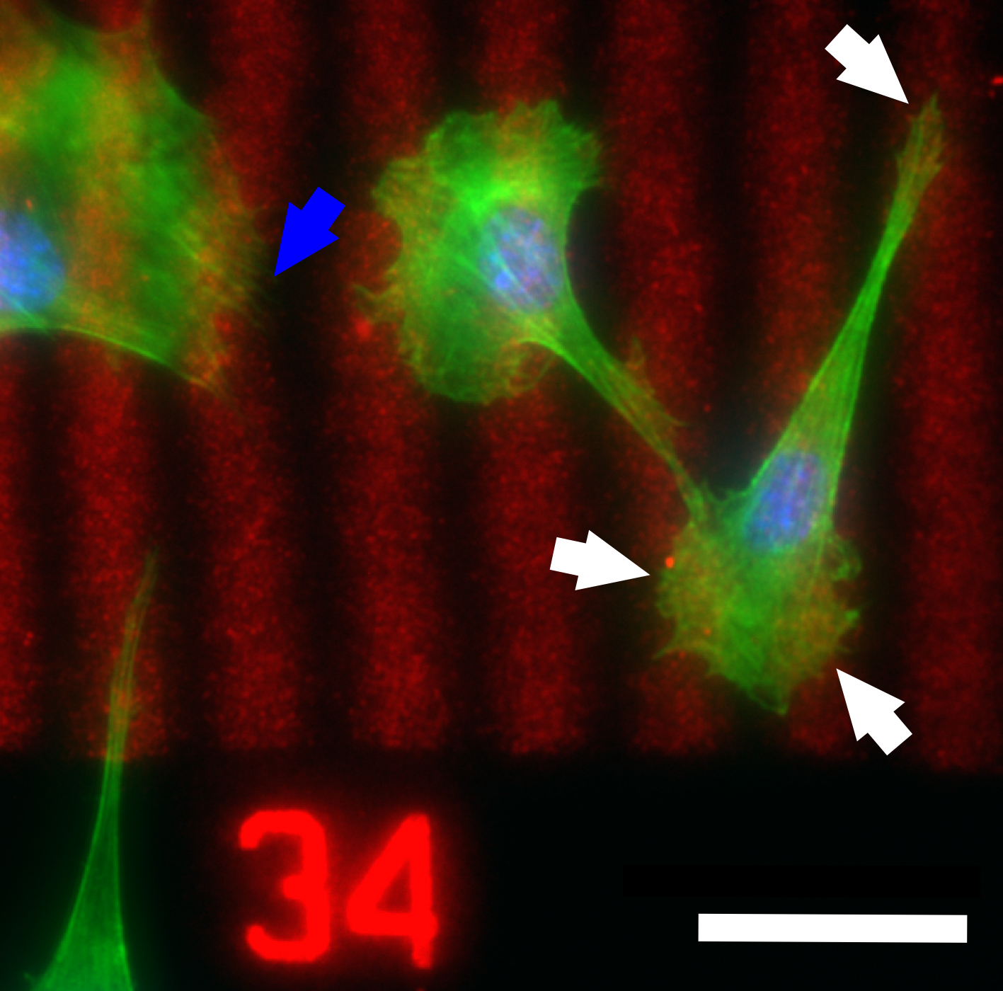  59.  D.&nbsp;MacNearney, B. Mak, G. Ongo, T.E. Kennedy, and D. Juncker,&nbsp; Nanocontact printing of proteins on physiologically soft substrates to study cell haptotaxis ,&nbsp;Langmuir, 32, 13525-13533 (2016). &nbsp;  PDF   
