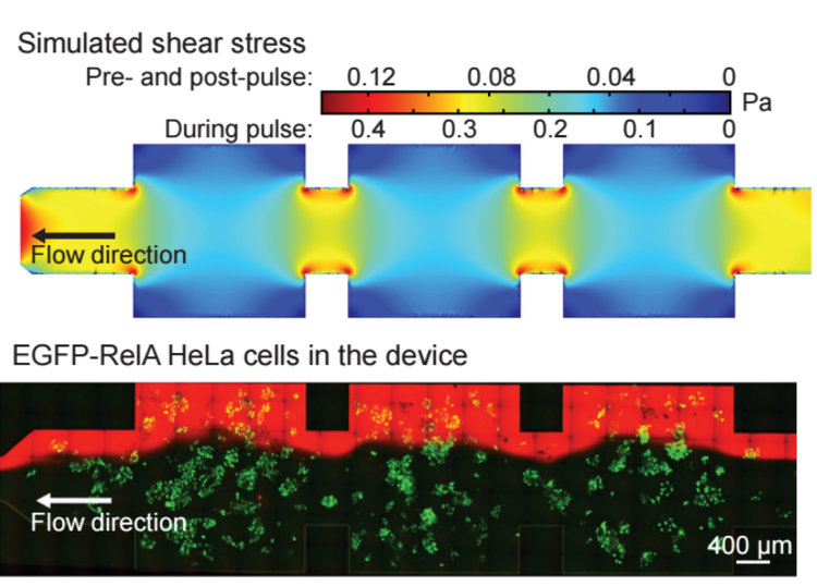   60. R.E.C. Lee, M.A. Qasaimeh, X. Xia, D. Juncker, and S. Gaudet,&nbsp; NF-κB signalling and cell fate decisions in response to a short pulse of tumour necrosis factor,    Scientific Reports, 6, 39519 (2016). &nbsp;  PDF     