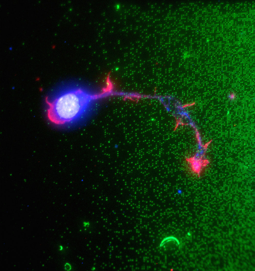  Axon growth on a digital nanodot gradient of nanocontact printed guidance cues. 