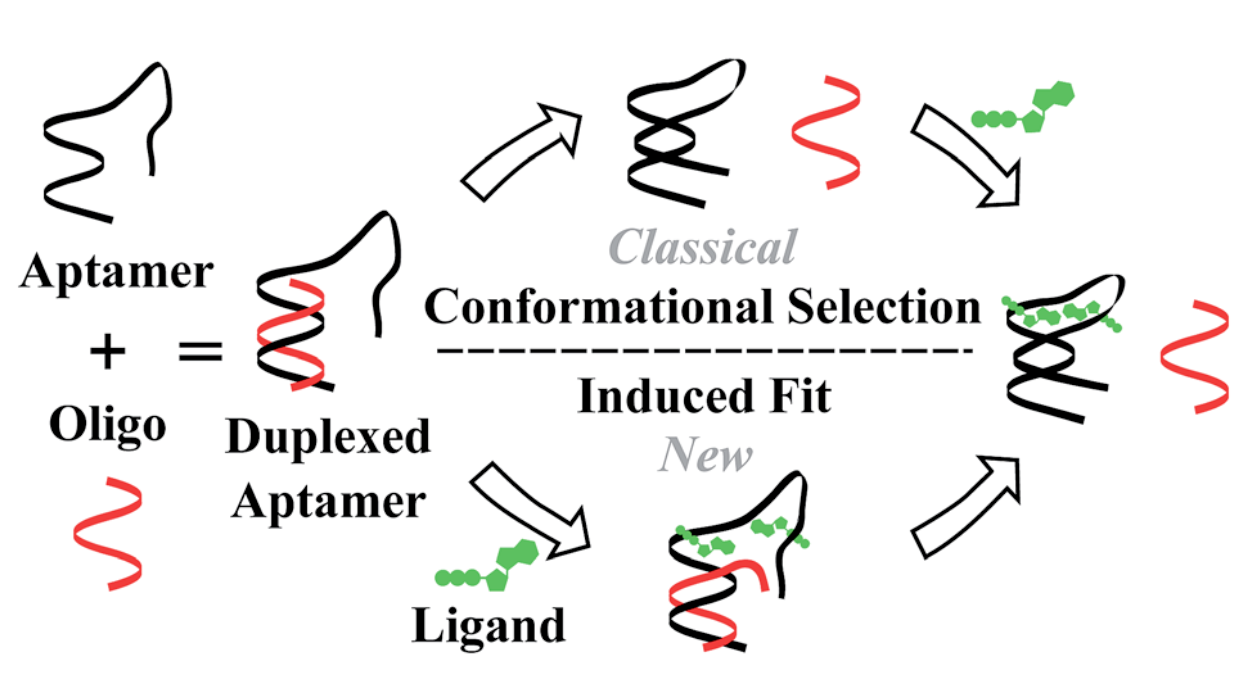  61.  J.D.&nbsp;Munzar, A. Ng, M. Corrado, and D.&nbsp;Juncker,&nbsp; Complementary Oligonucleotides Regulate Induced Fit Ligand Binding in Duplexed Aptamers , Chemical Science, 8, 2251-2256 (2017). &nbsp;  PDF    |    SI   
