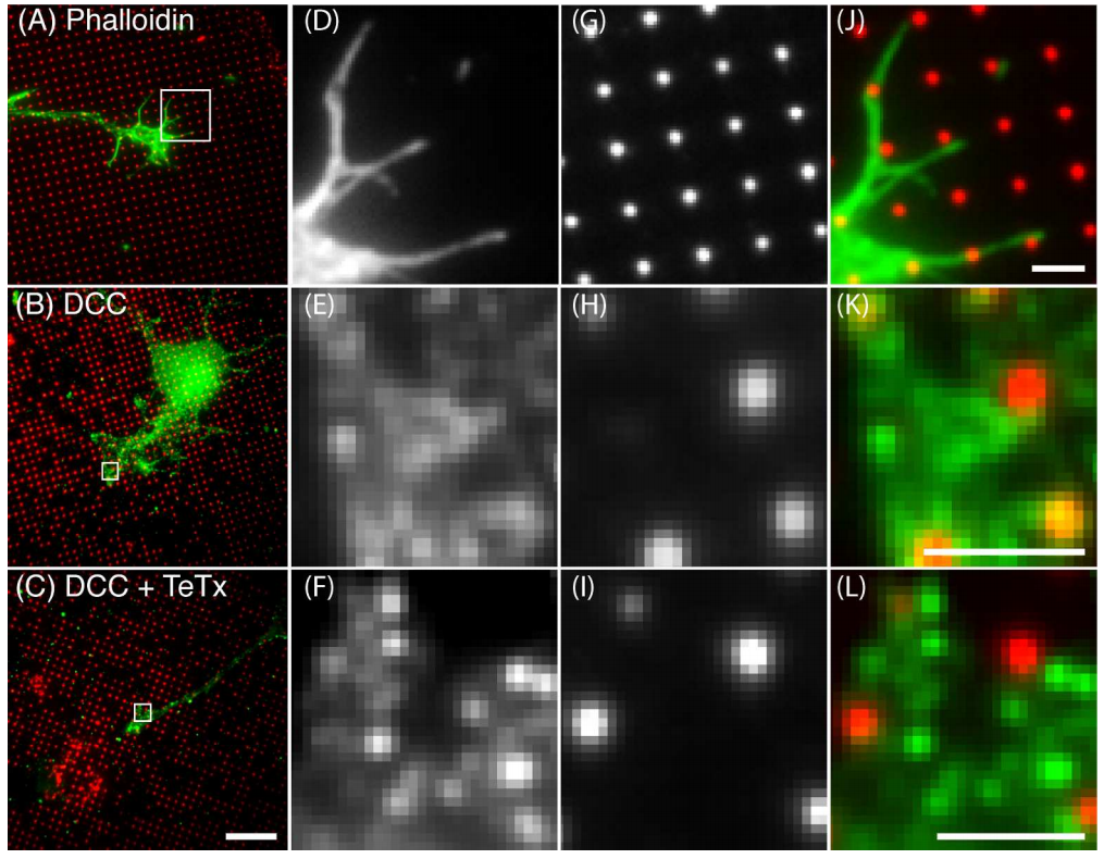  66.&nbsp; A.A. Gopal, S.G. Ricoult,&nbsp;S.N. Harris,&nbsp;D. Juncker,&nbsp;T.E. Kennedy, and P.W. Wiseman,&nbsp; Spatially Selective Dissection of Signal Transduction in Neurons Grown on Netrin-1 Printed Nanoarrays via Segmented Fluorescence Fluctu