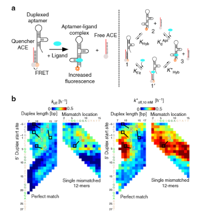  70.  J. D. Munzar, A. Ng, and D.&nbsp;Juncker,&nbsp; Comprehensive profiling of the ligand binding landscapes of duplexed aptamer families reveals widespread induced fit , Nature Communications, 9, 343 (2018). &nbsp;  PDF    |    SI   