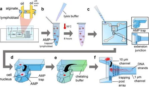  71.  P. Zimny, D. Juncker, W. Reisner,  Hydrogel droplet single-cell processing: DNA purification, handling, release, and on-chip linearization , Biomicrofluidics, 12, 024107 (2018).    PDF      Featured on the front cover of Biomicrofluidics     