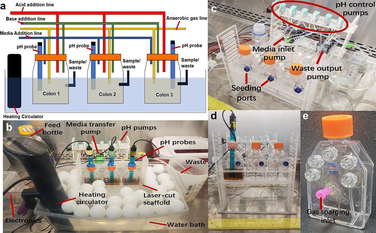  85.  Z. Jin, A. Ng, C. F. Maurice, D. Juncker,  The Mini Colon Model: a benchtop multi-bioreactor system to investigate the gut microbiome , Gut Microbes, 14, 2096993 (2022) .   PDF    