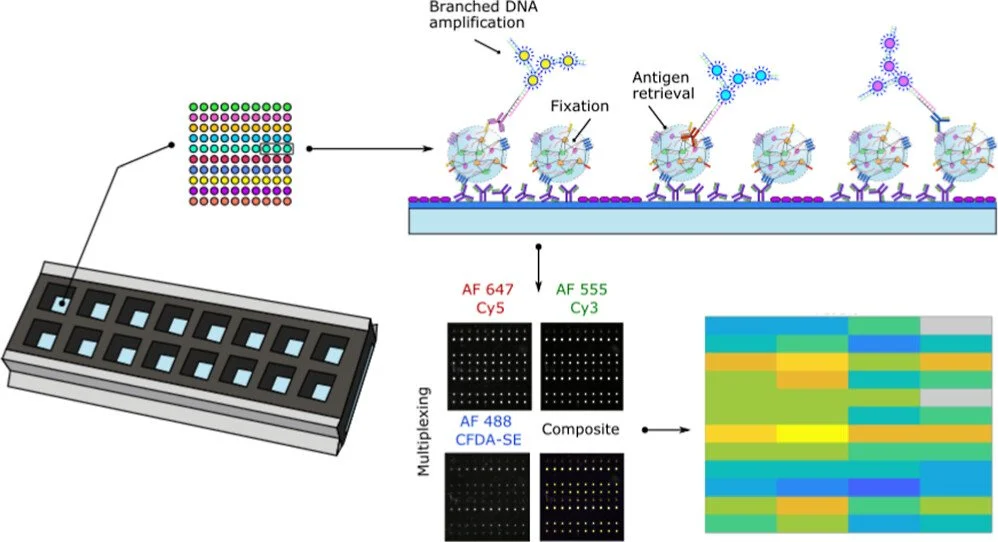  86.  R. Martel, M. L. Shen, P. DeCorwin-Martin, L. O. F. de Araujo, D. Juncker,  Extracellular Vesicle Antibody Microarray for Multiplexed Inner and Outer Protein Analysis , ACS Sensors, 7, 3817-3828 (2022) .   PDF   |   SI   