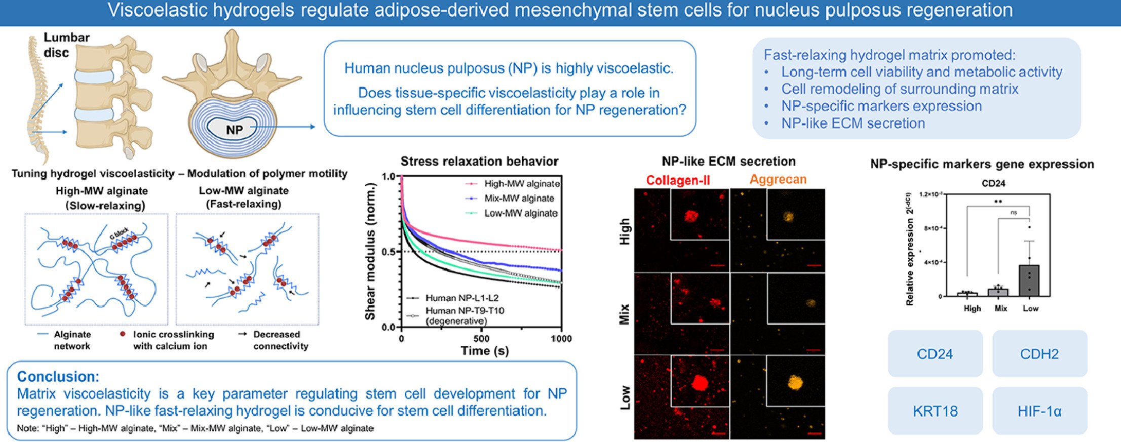  92.  Y. Liu, L. Li, X. Li, H. Cherif, S. Jiang, F. Ghezelbash, M. H. Weber, D. Juncker, N. Y. K. Li-Jessen, L. Haglund, J. Li,  Viscoelastic hydrogels regulate adipose-derived mesenchymal stem cells for nucleus pulposus regeneration , Acta Biomateri