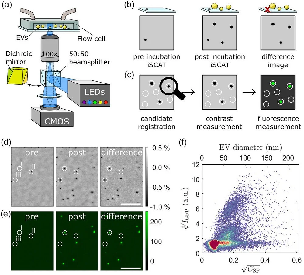  95.  A. Wallucks, P. DeCorwin-Martin, M. L. Shen, A. Ng, D. Juncker,  Size photometry and fluorescence imaging of immobilized immersed extracellular vesicles , Journal of Extracellular Vesicles, 13, e12512 (2024) .   PDF   |   SI     Blog post   