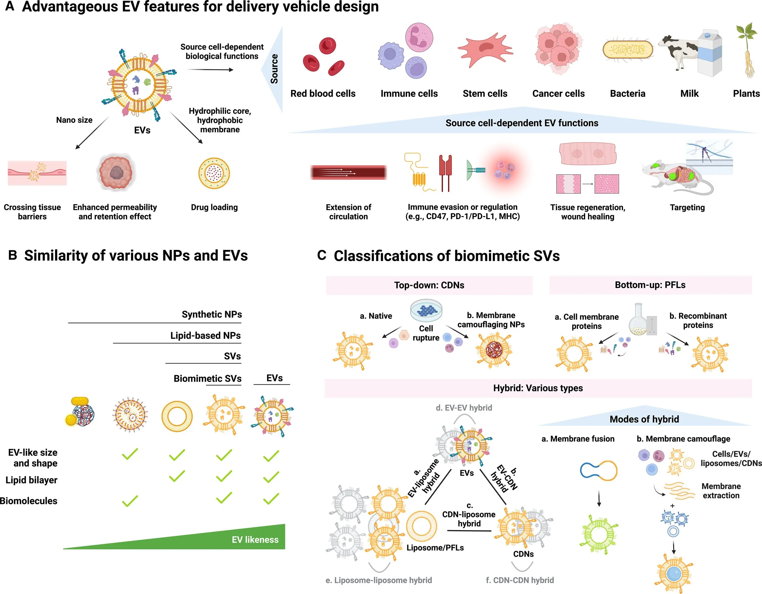  97.  Y. Chen, N. Douanne, T. Wu, I. Kaur, T. Tsering, A. Erzingatzian, A. Nadeau, D. Juncker, V. Nerguizian, J. V. Burnier,  Leveraging nature’s nanocarriers: Translating insights from extracellular vesicles to biomimetic synthetic vesicles for biom
