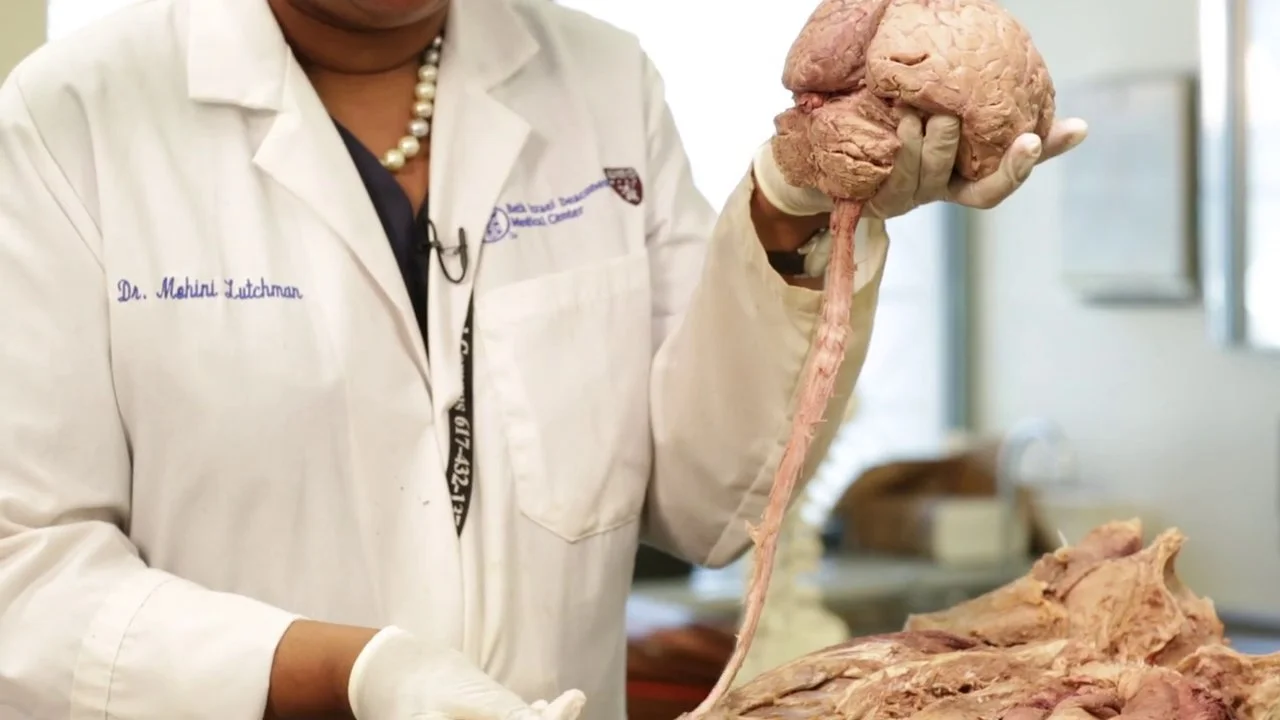 Human Brain Dissection 