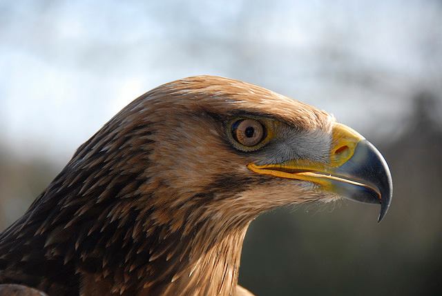 Eagles Flying