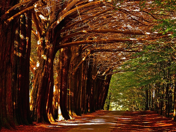 Coole Park