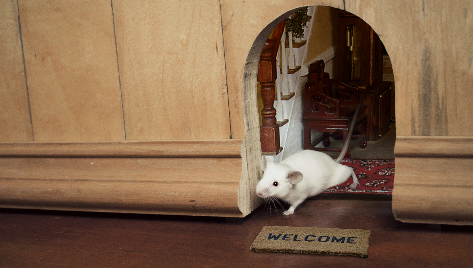 Study: Only 40% Of Mice Have Little Welcome Mat, Doorway Leading To Tiny Home Inside Wall