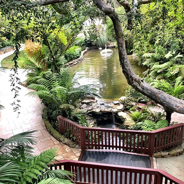 Amazing morning at the hotel bel air with the sound of the birds singing their hymn to love 💕 happy Wednesday everyone .
.
.
.
.
#hotelbelair #dorceistercollection #spring #may #belair #ready #momentoflife