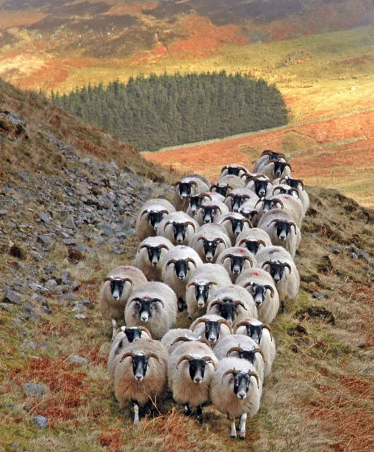 The Heritage of Harris Tweed