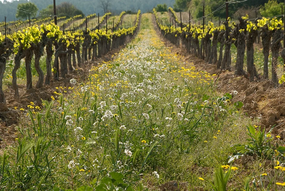 The Wisdom of Weeds (Reflections on Resistance) 