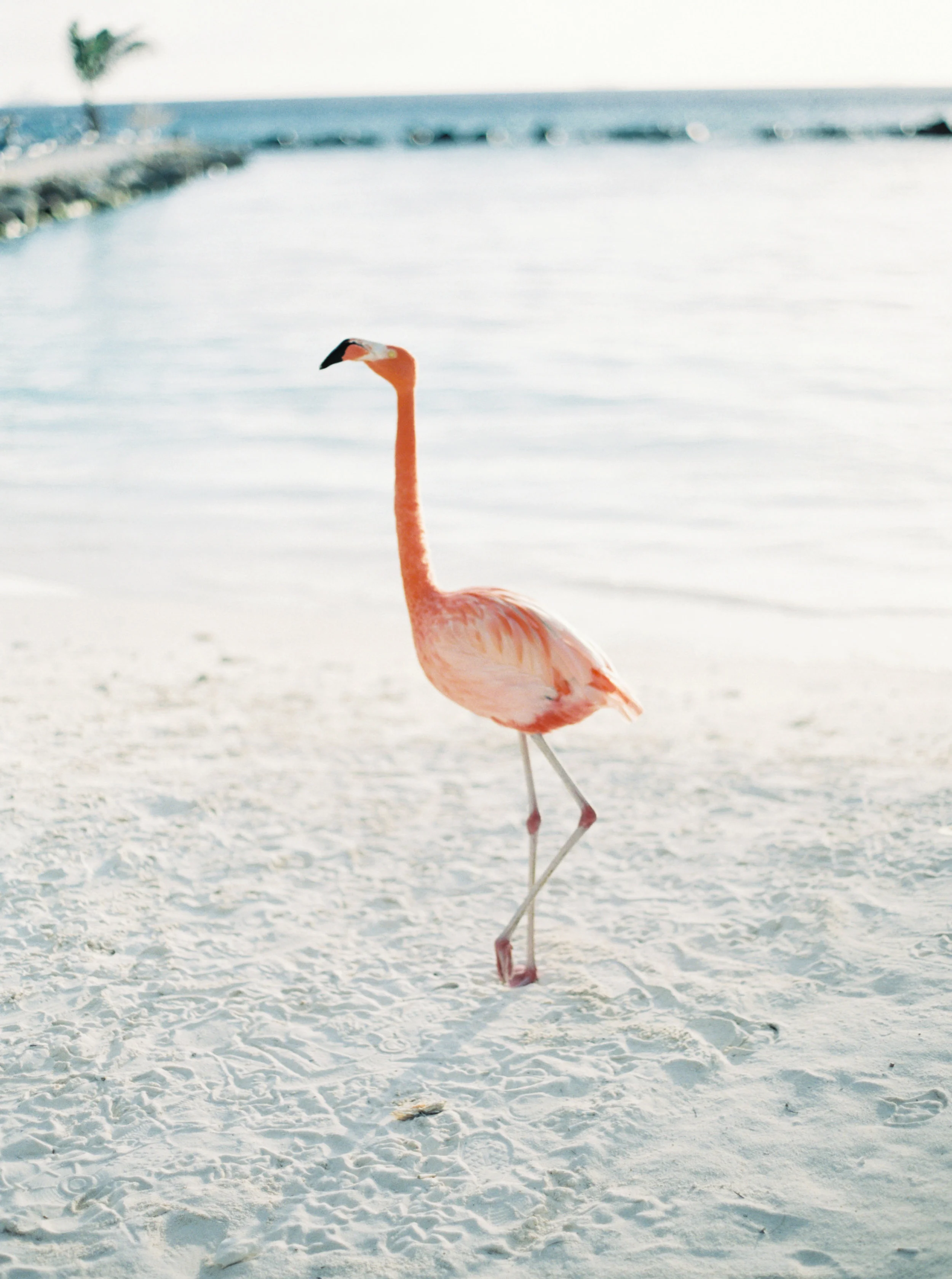 Caribbean destination wedding in Aruba, by Dallas destination wedding photographer Tracy Enoch