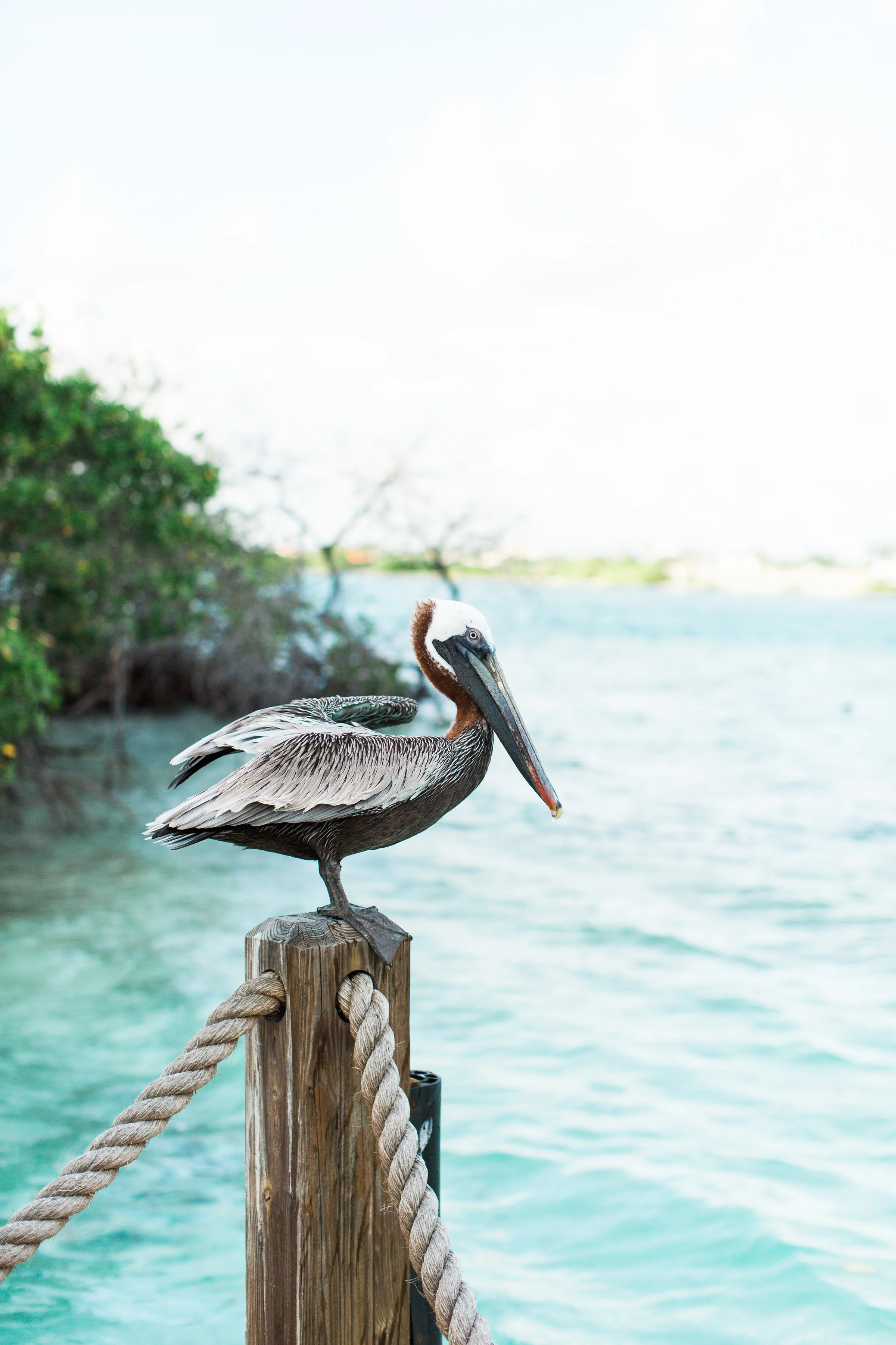 Caribbean destination wedding in Aruba, by Dallas destination wedding photographer Tracy Enoch
