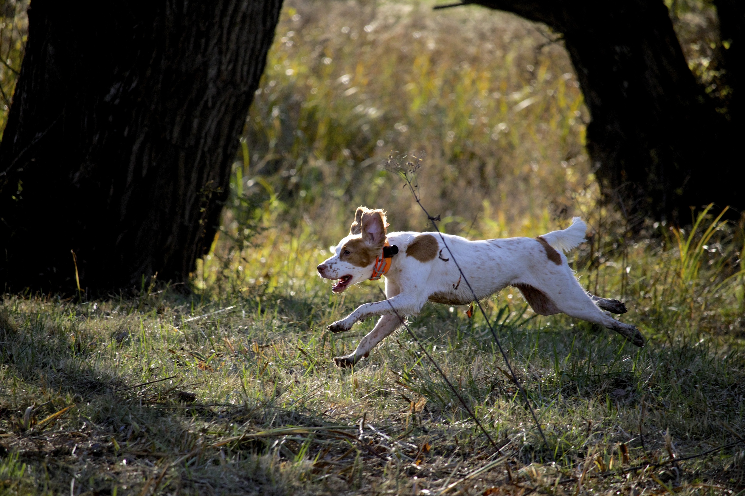 Walt races through the New England covert.