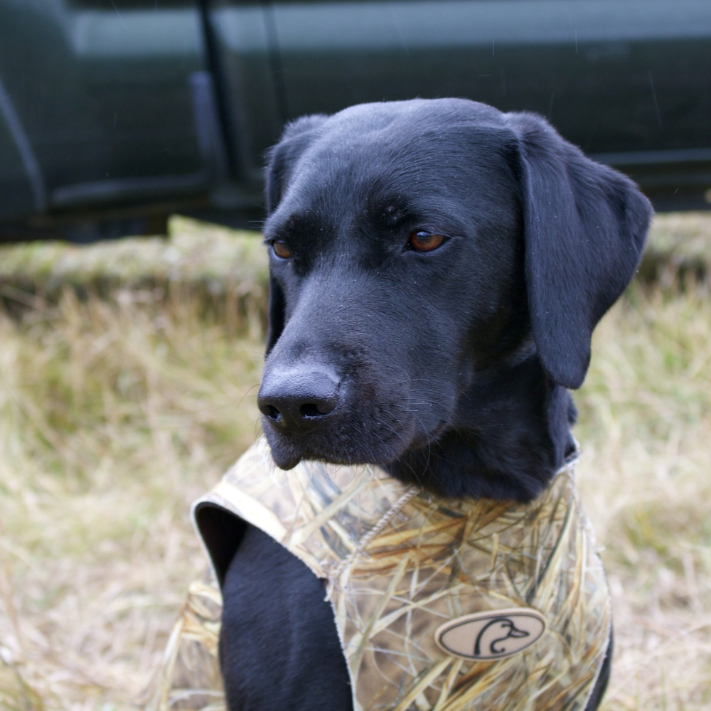 Jess eagerly waits to get some retrieves on a rainy morning duck hunt in NY.