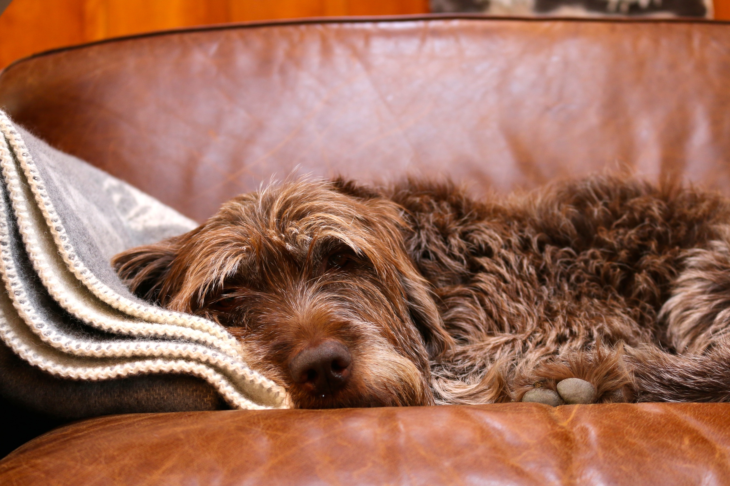 About to turn 10, Ginger has earned her spot on the couch.