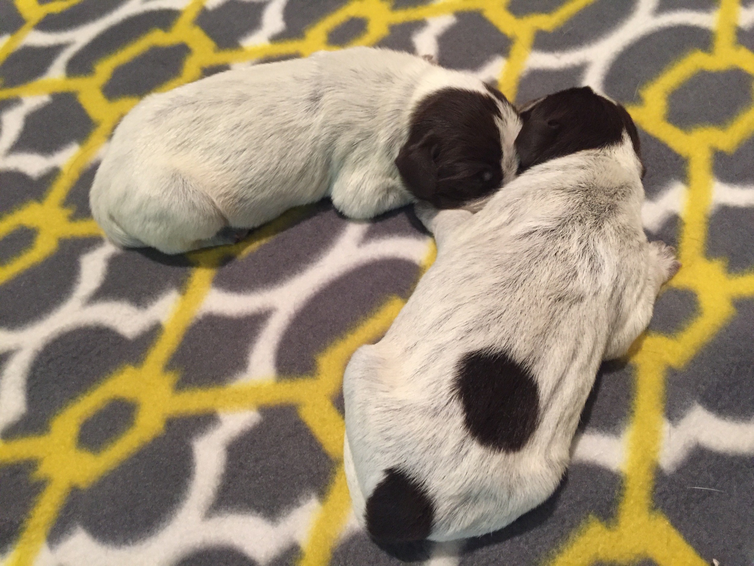 pup5.jpg