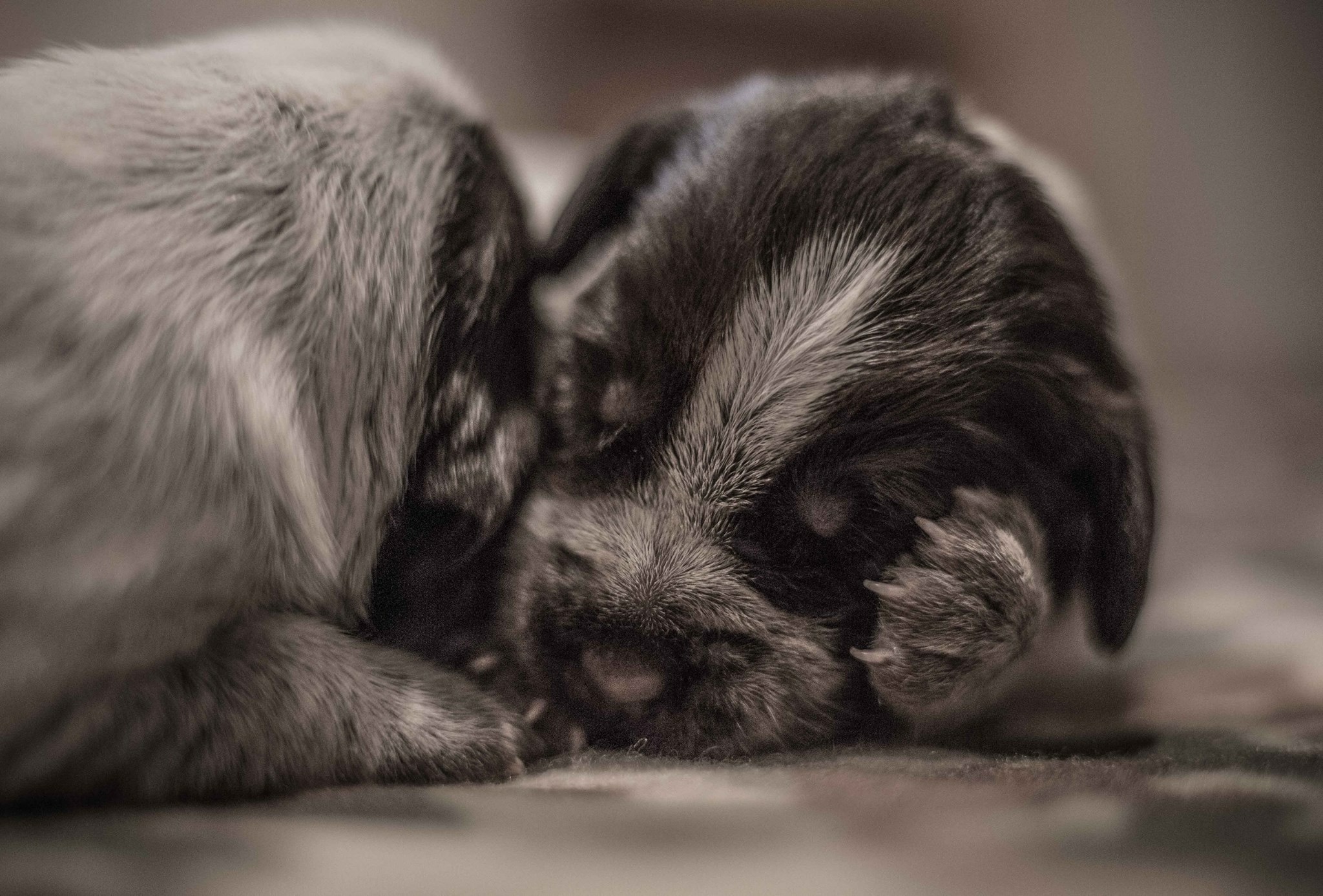 pup6.jpg