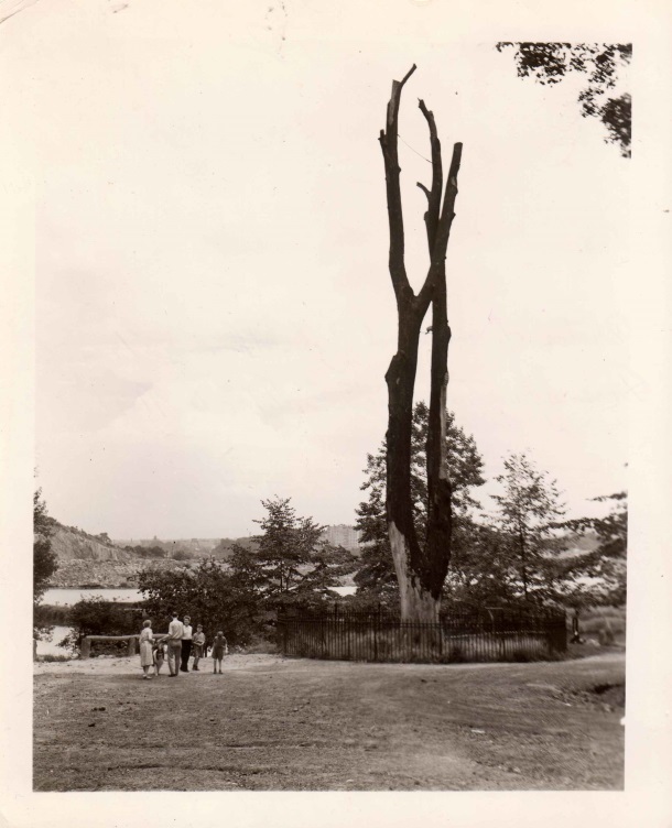 Tulip tree with Spuyten Duyvil Creek in background, photographed on August 4, 1938– a few months before it would fall in December 1938. From the WPA photographs collection.