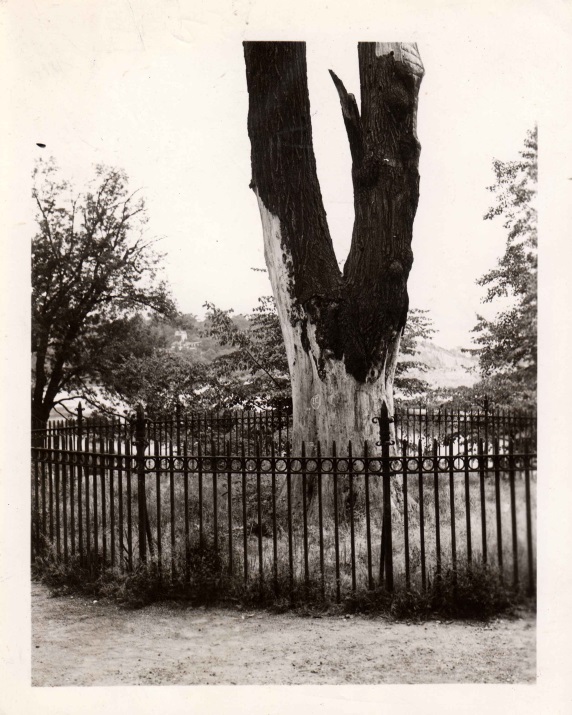 Close up of the base of the tulip tree photographed on August 4, 1938. From the WPA photographs collection.