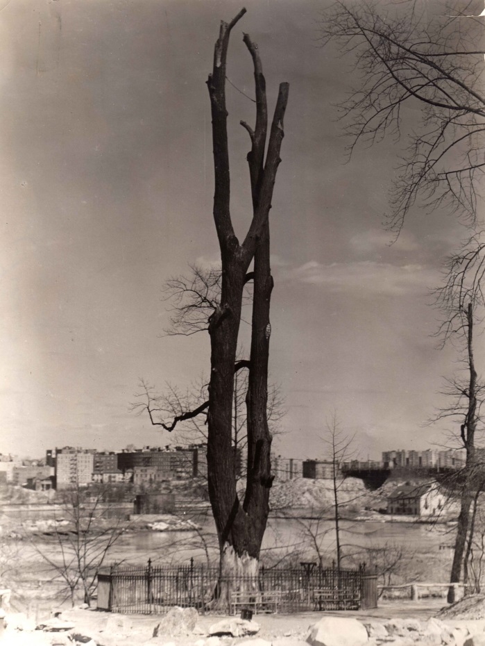 Tulip tree, circa 1937, looking east toward Inwood. From the WPA photographs collection.