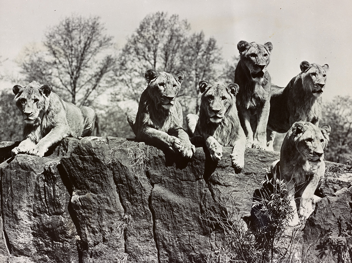 mac_1689: The Bronx Zoo: The African Plains exhibit. Six uncaged lions face viewers across an invisible moat.