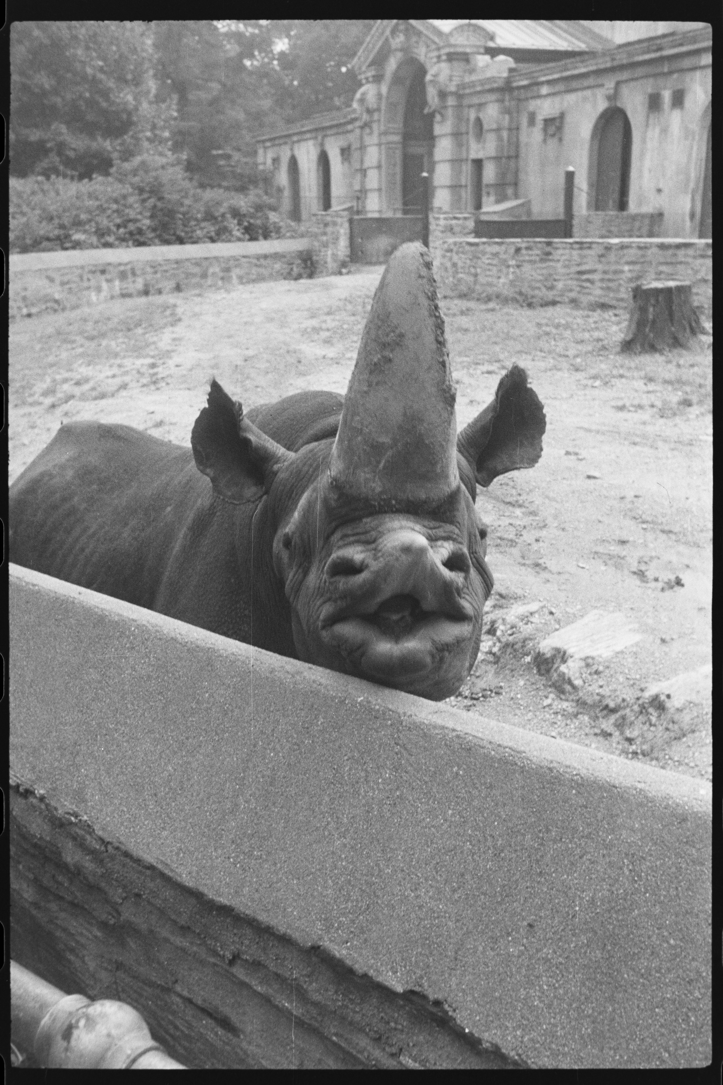 A day out at the Bronx Zoo with his family was recorded by one Tax Photo photographer.