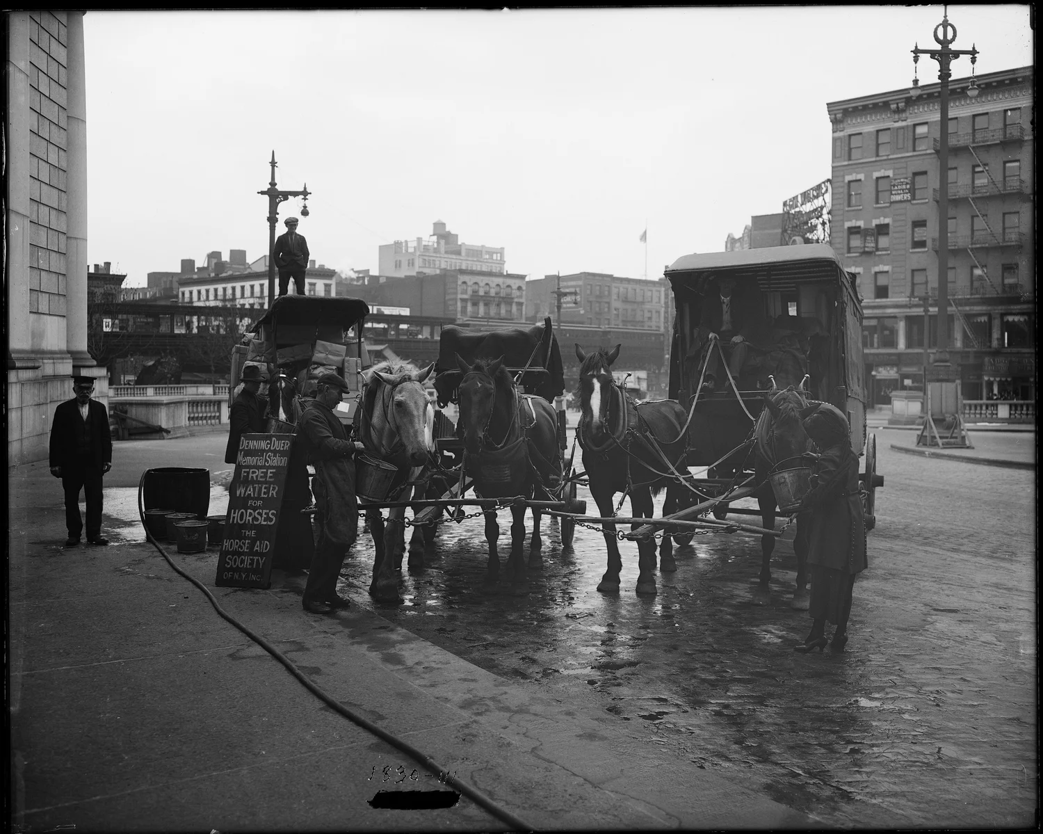 Horsepower: The City and the Horse — NYC Department of Records ...