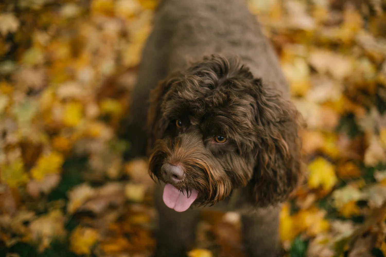 2018.11.13_BryantFamily_Starks-0011.jpg