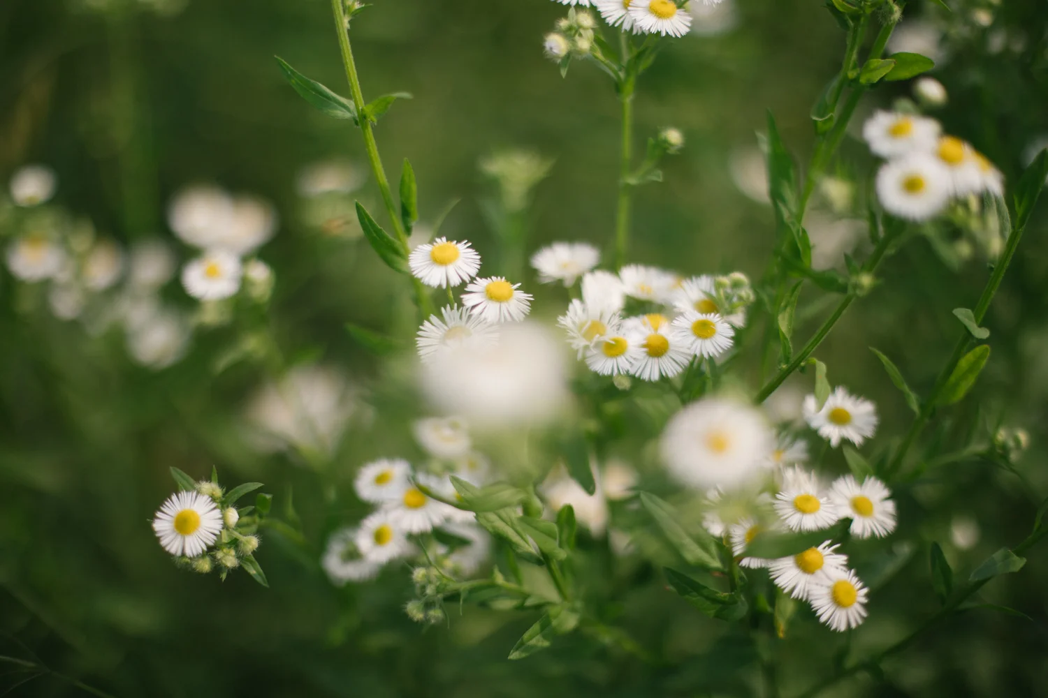 2019.06.01_CraskWedding_Starks-75.jpg