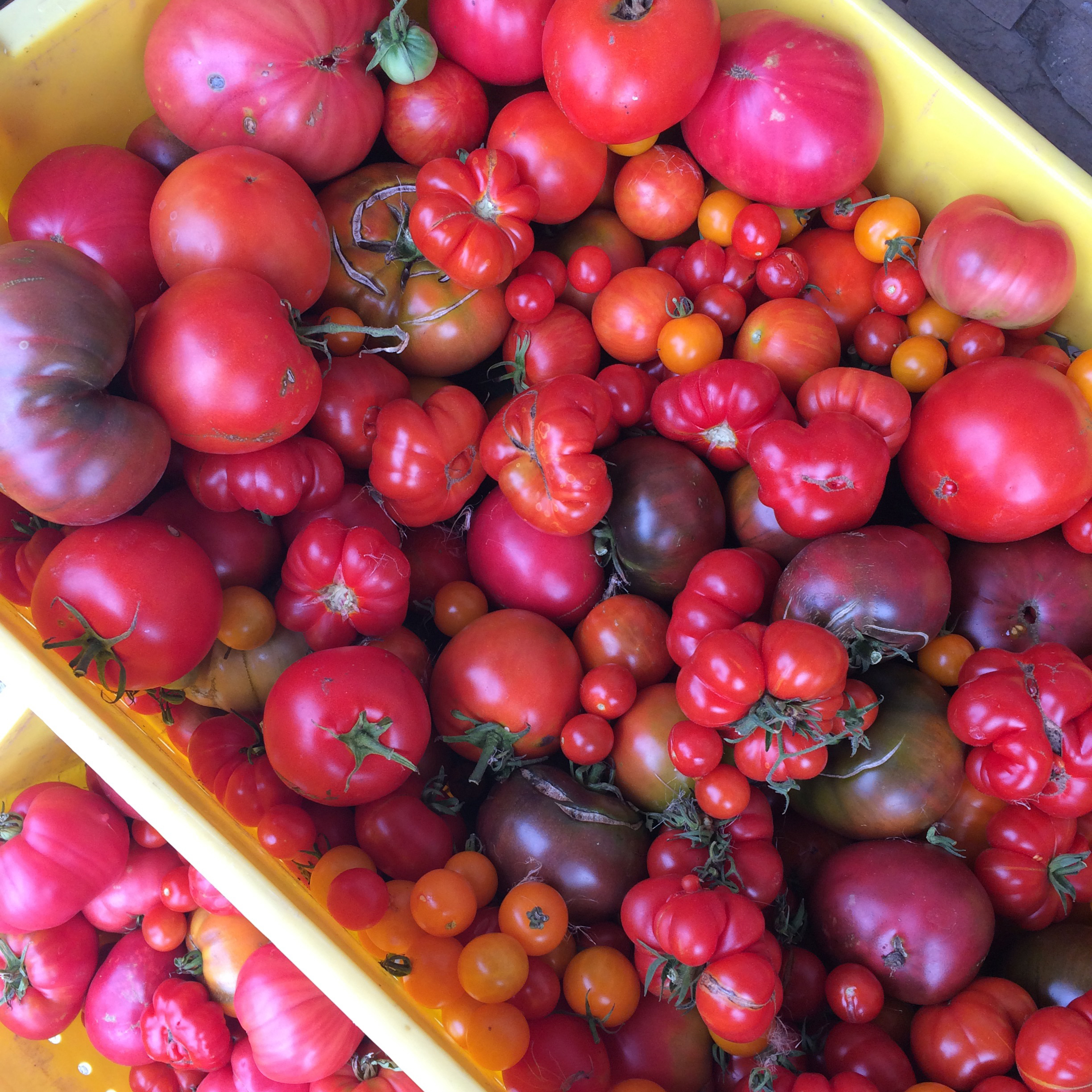 Tomatoes at Norman Hardie. Get on my pizza!
