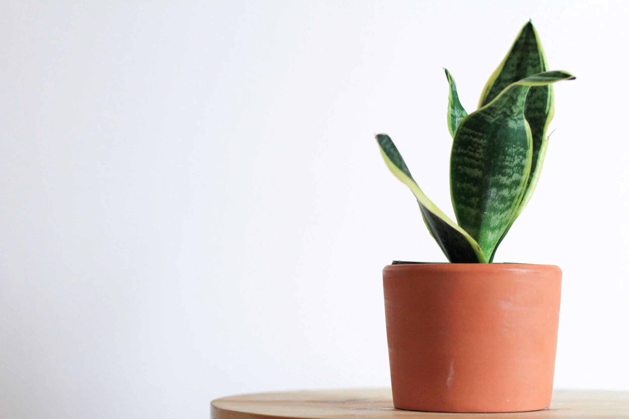 Snake plant. Photo Kara Eads.