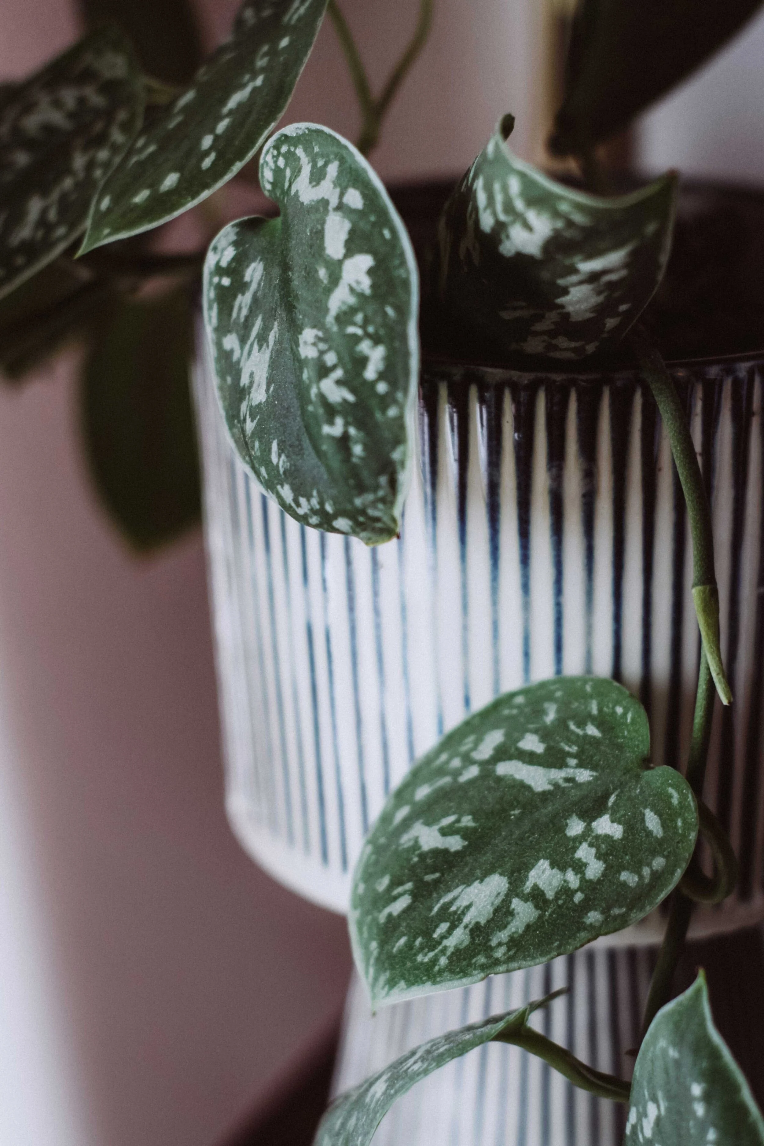 5 Ways Plants Can Make You Feel Good by Cassandra McD. Photo by Cierra Henderson.