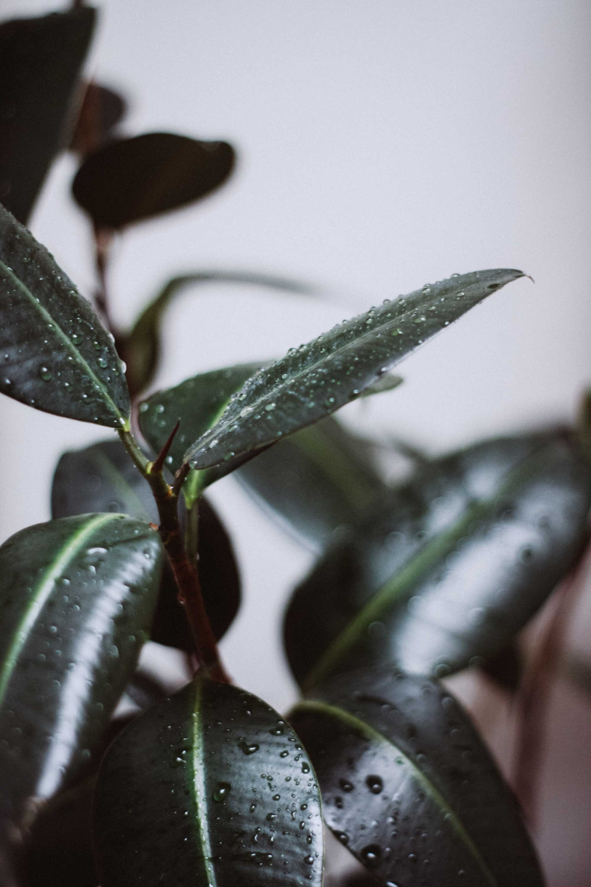 5 Ways Plants Can Make You Feel Good — Swell Made Co ...
