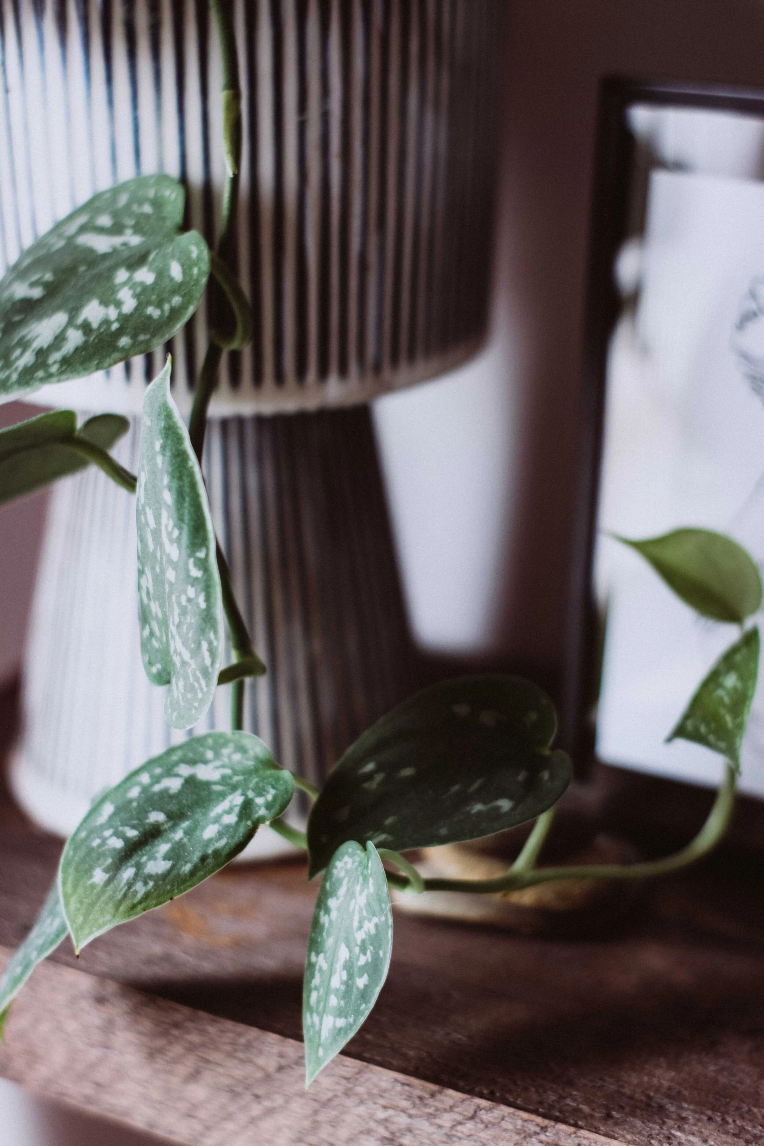 5 Ways Plants Can Make You Feel Good by Cassandra McD. Photo by Cierra Henderson.