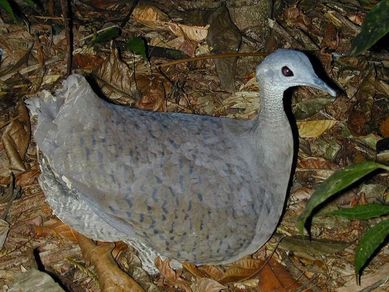 Great tinamou may not be very attractive, but their breeding biology is fascinating.