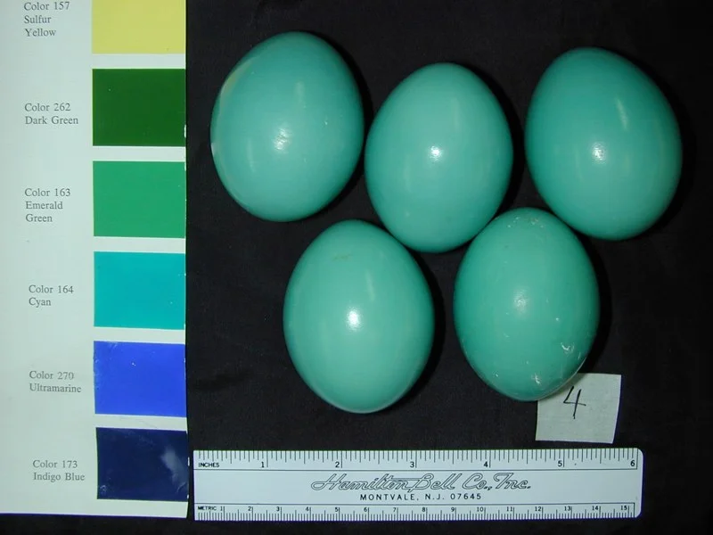 The eggs of the Great Tinamou are a beautiful turquoise color that sharply contrast the brown leaves where they are laid